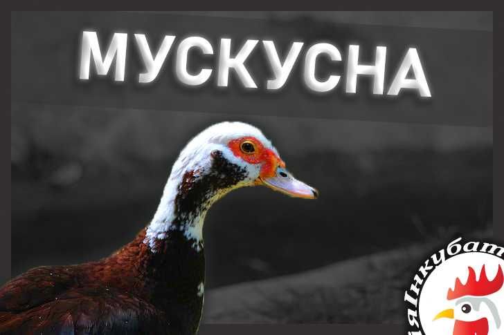 Мускусна(Індо) качка. Інкубаційні яйця (Інкубаторія UA)