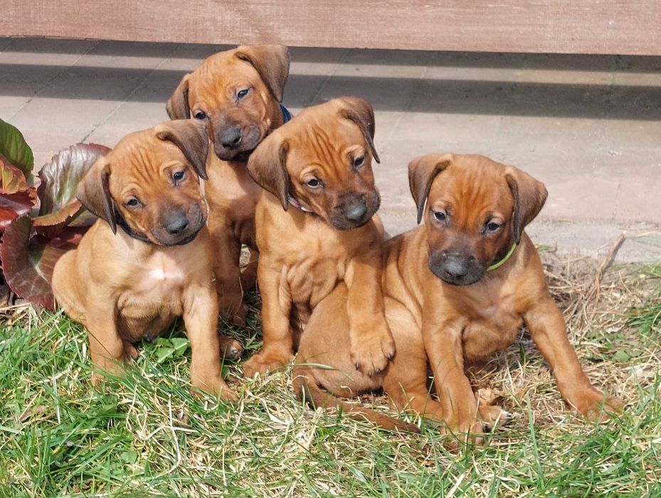 RHODESIAN RIDGEBACK szczenię rodowodowe po championach ZKwP/FCI