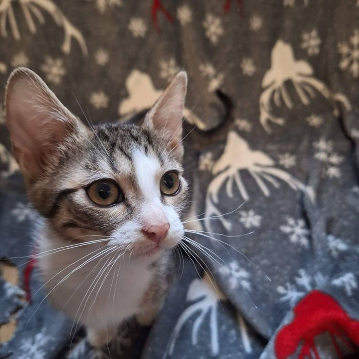 Aurelia kotka szuka domu adopcja