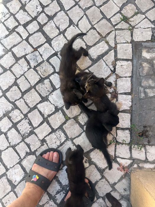 Gatinhos para adoção responsàvel