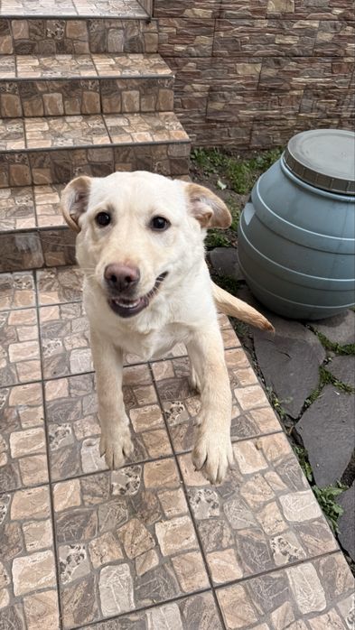 Метис лабрадор.