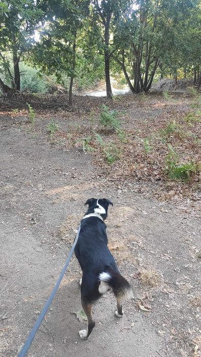 Pet Sitting & Reiki 4 Pets em Viseu