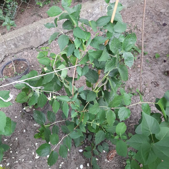 Jaśminowiec pachnący, młode odnóżki, ukorzenione