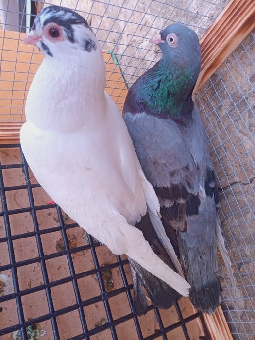 Para gołębi zamojskich