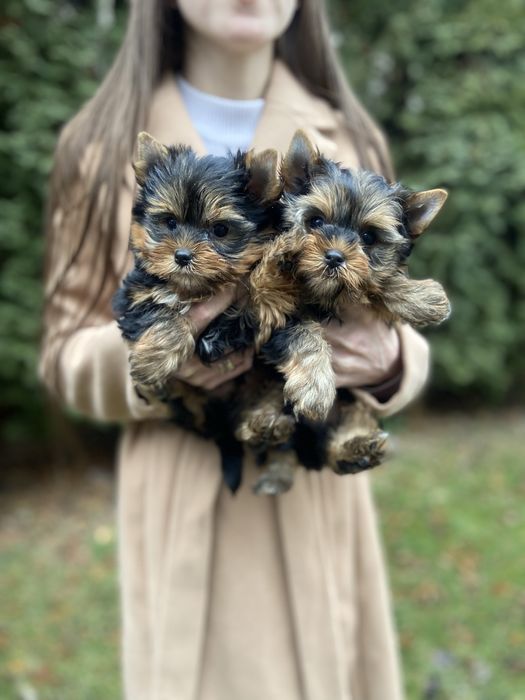 Карапузи хлопчики йорки