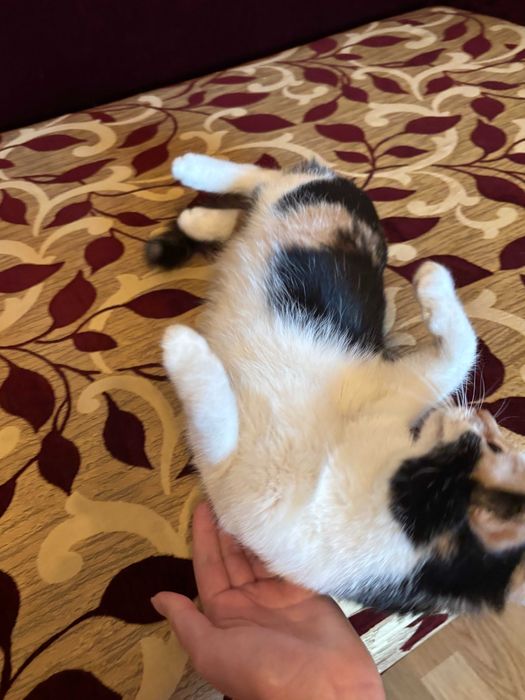 Знайшлася триколірна киця