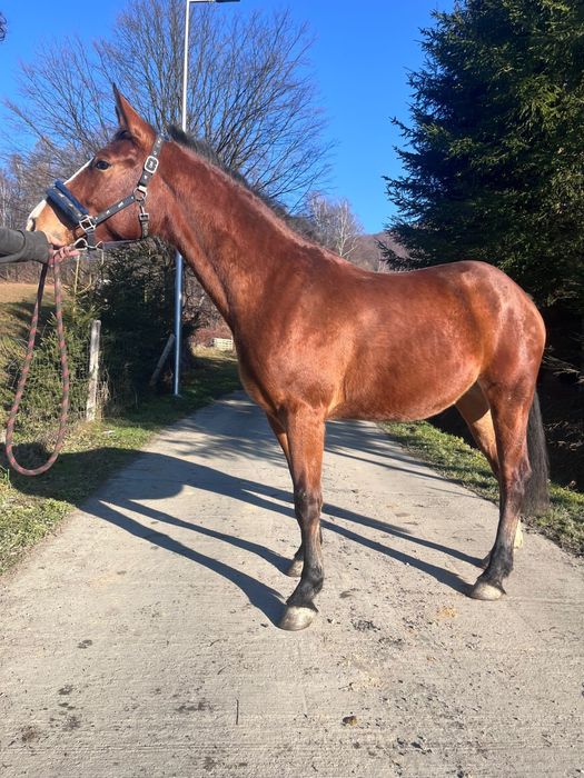 Redukcja stada !! AQH/Ślązak klacz 3 letnia