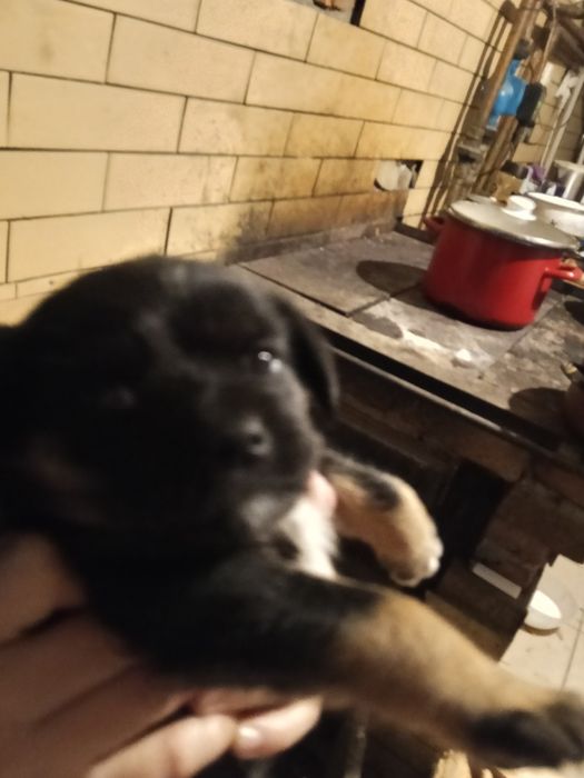 Oddam pieska w dobre ręce