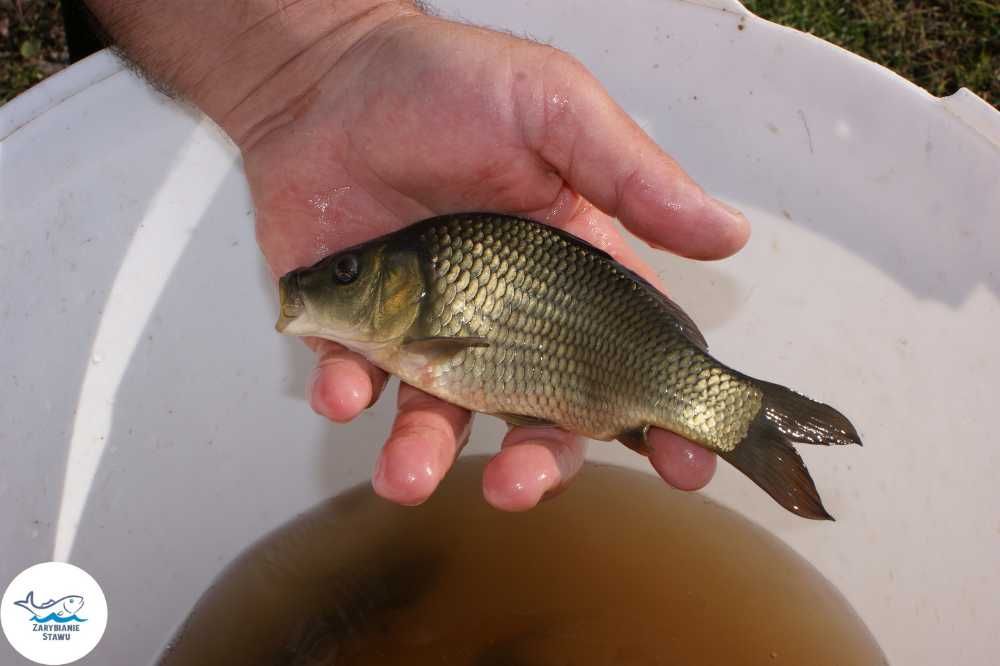 Narybek karpia pełnołuskiego sazana zarybianiestawu