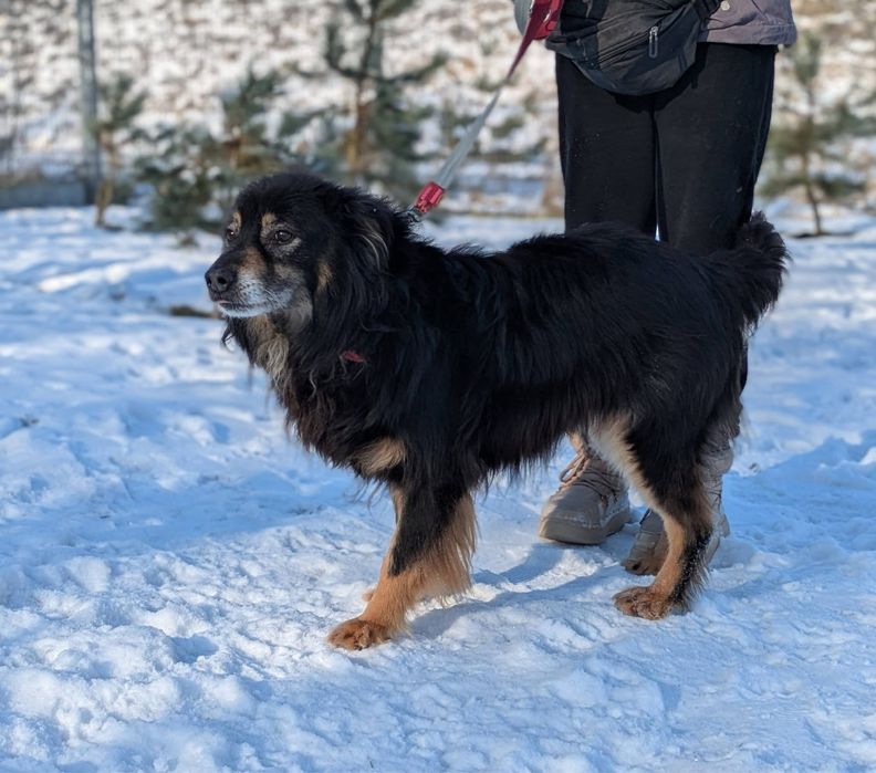 Puszysty Frodo wypatruje swojej rodziny!