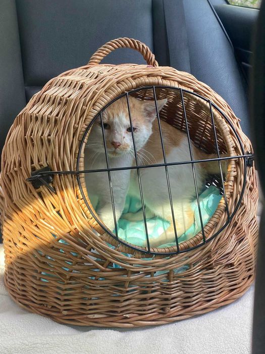 Kotek Shilan czeka na kochającego człowieka!