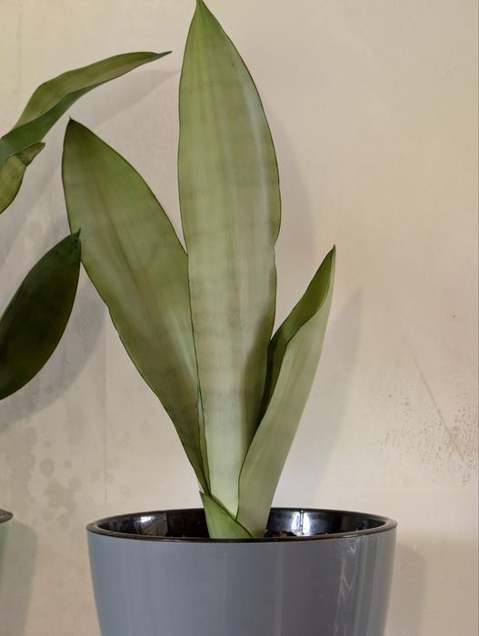 Сансевьерия сортовая Муншайн