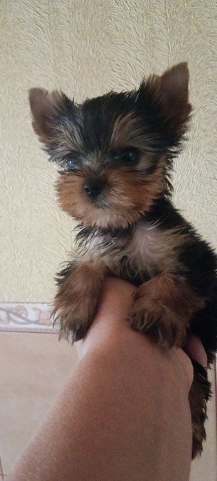 Девочка Йорка мини.