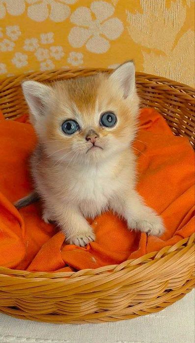 Шотландские котята (ЗОЛОТАЯ ШИНШИЛЛА)