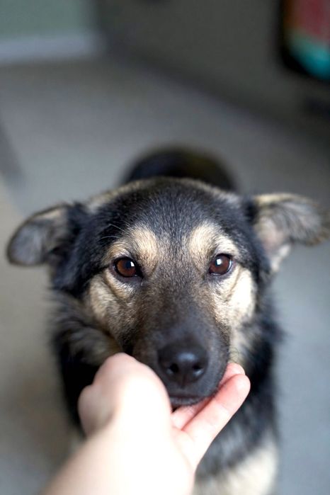 Песик Максік шукає люблячу родину (1 рік, кастрований, перша вакцина)