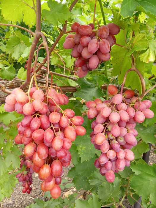 Саджанці винограду