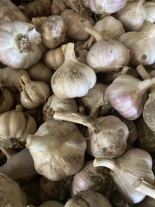 Зимовий часник Любаша