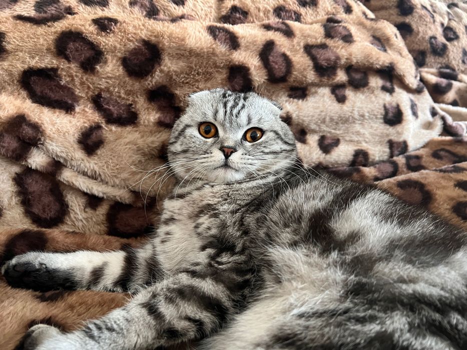 Вязка вислоухий шотландский кот