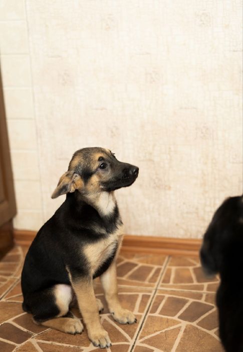 Цуценята безкоштовно