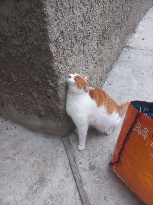 Рижик хоче в сім'ю