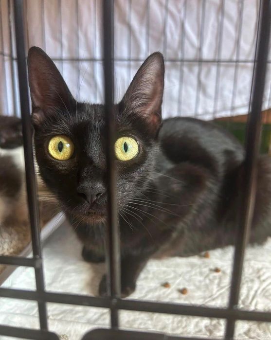 Gata fêmea para adoção responsável