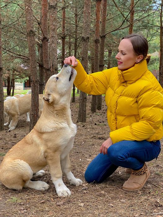 Высокопородные Щенки Нагази/Грузинская овчарка