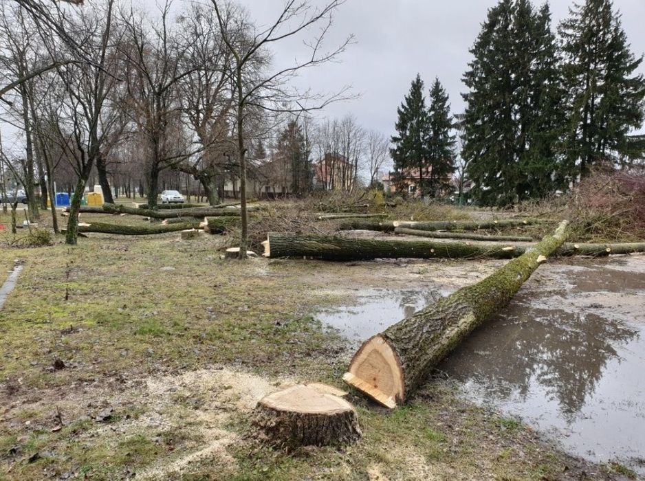 Wycinka drzewn trudnych, wycinka drzew metodą alpinistyczną,