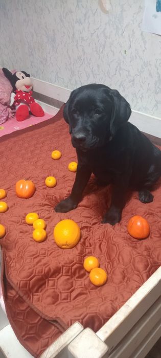 Цуценята КСУ чарівні дітки