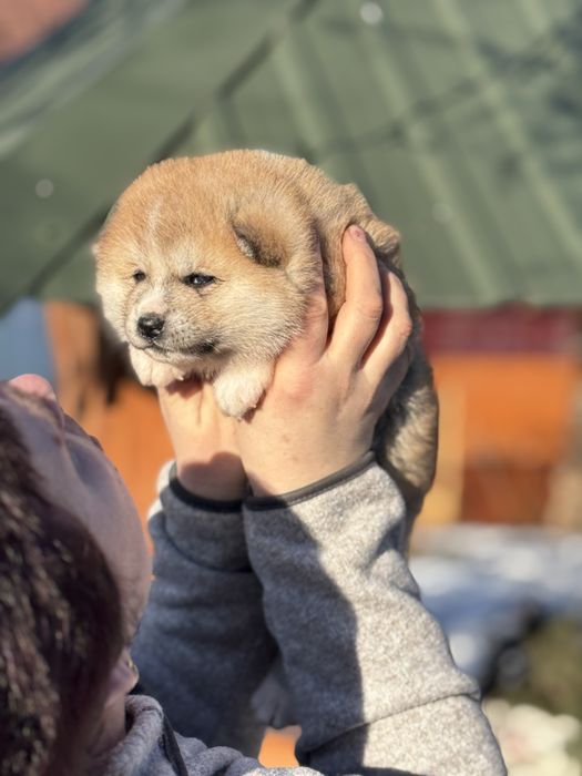 Акіта іну - цуценята з міжнародної годівлі Mendelred kennel FCI