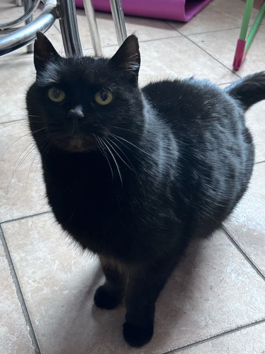 Czarna utocza kotka  szuka  domu