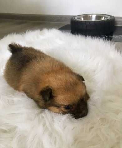 Urocze Szpice Miniaturowe Szpic suczka Pomeranian boo