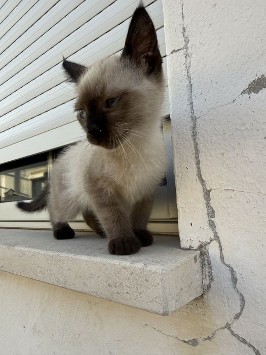 Gatinha Femea para adoção