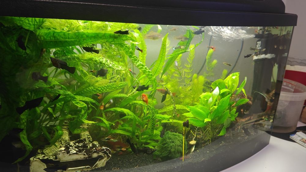 Pawie Oczka Molinezje Czarne Mieczyki