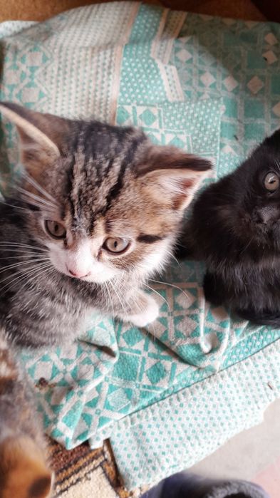 Віддам кошенят у добрі руки безкоштовно !