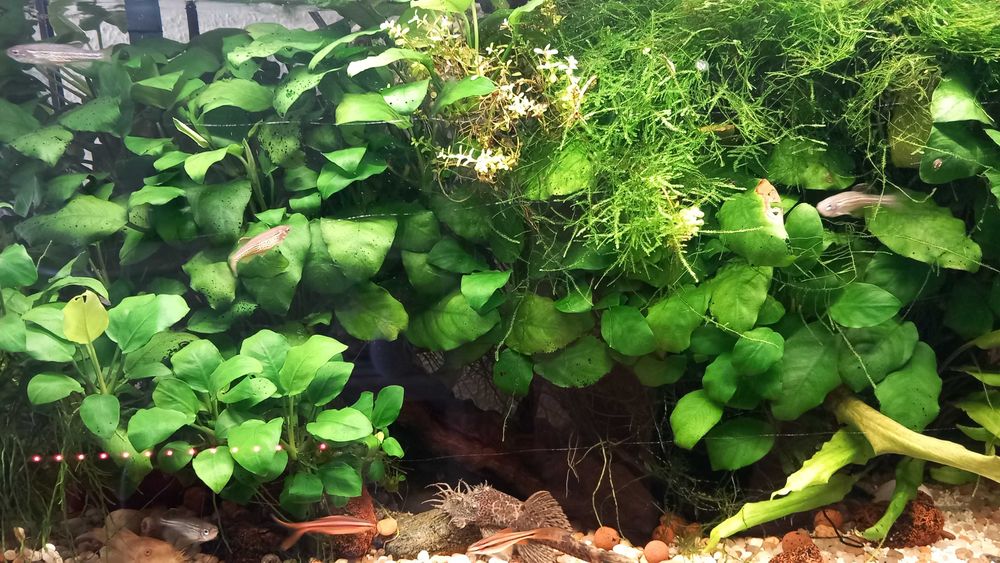 Vendo plantas para aquário - Anúbia