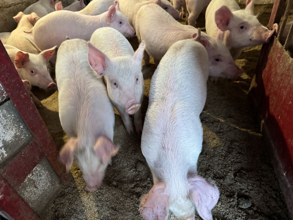 Продам поросят трьохлінійний гібрид