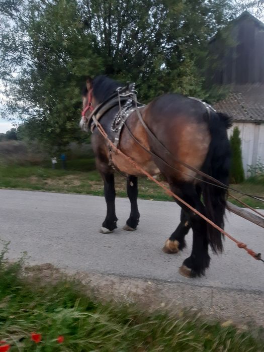 Ogierek zimnokrwisty