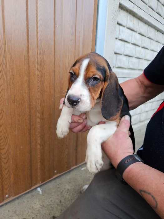 Sprzedam suczke Beagle