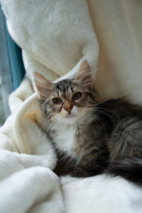 Киця Горошинка в пошуку сімʼї