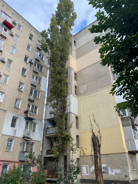 Спиливание , обрезка деревьев