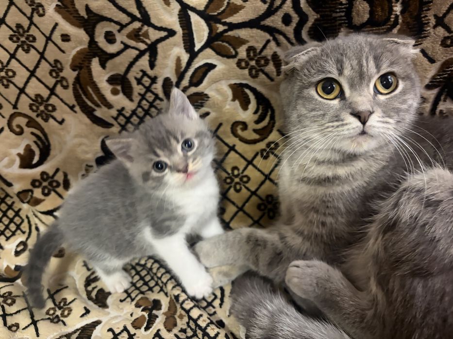 Шотландське прямовухе кошеня