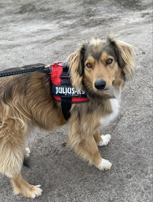 Rudek szuka domu 2-3 letni zaczipowany i wykastrowany