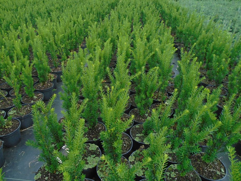 Cis pośredni Hili 60 -70cm. 3L.