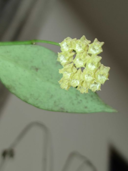 Hoya Hoja AMICABILIS cięta