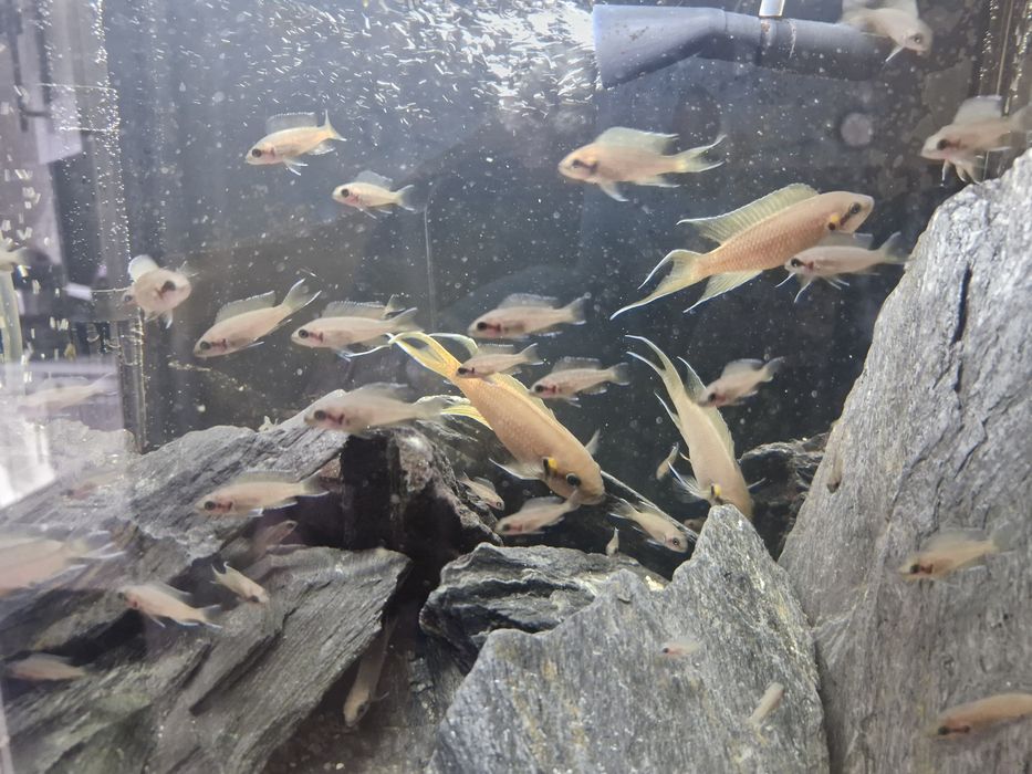 Księżniczka z burundi  odbiór osobisty