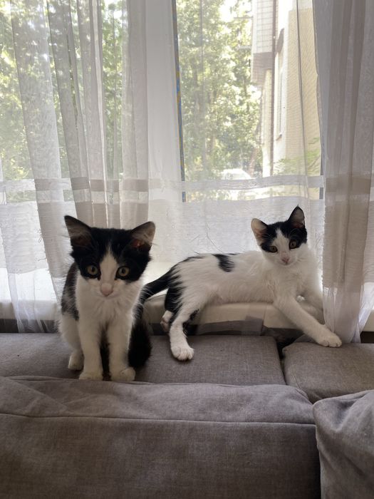 Котята в добрые руки