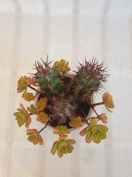 Plantas - Aeonium 'Kiwi & Euphorbia enopla