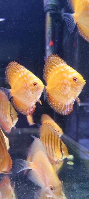 Paletki dyskowce red rose, blue diamond, turquis, solid red, Red Map