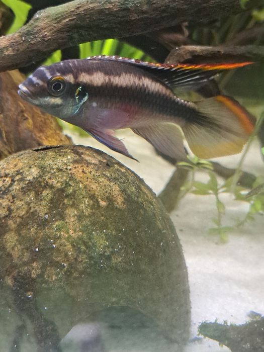 Kribensis Macho para troca