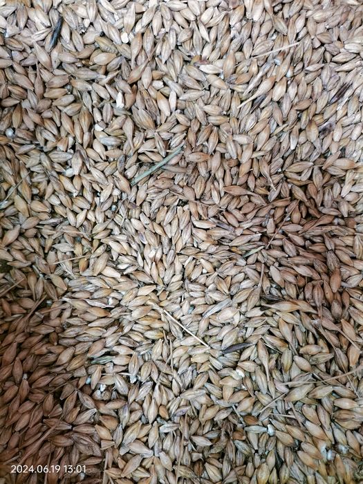 Sprzedam pszenicę i jęczmień